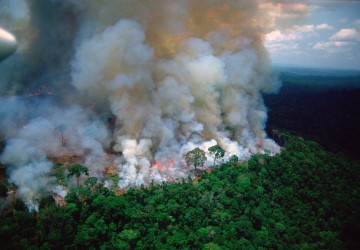 The Amazonian forest fires: how you can help save “the lungs of our world”